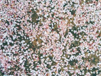 Full frame shot of pink flowers