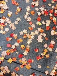 Maple leaves on field