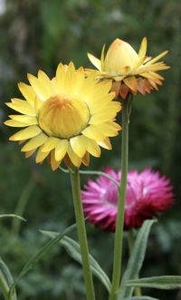 Close-up of yellow flowering plant