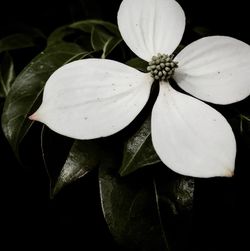 Close-up of flower blooming outdoors