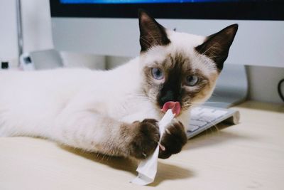 Cat lying down on desk