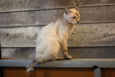 Cat looking away while sitting on wood against wall