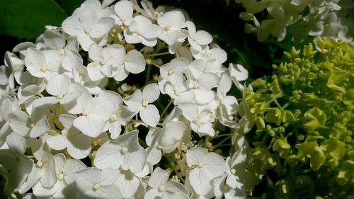 Close-up of hydrangea blooming outdoors