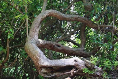 Close-up of tree trunk in forest