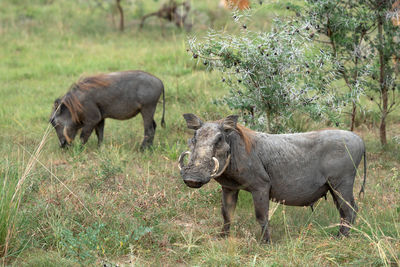 Warthog, phacochoerus africanus, national parks of uganda