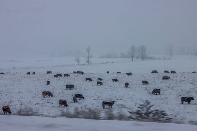 Snow covered field