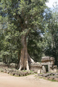 View of trees in the forest