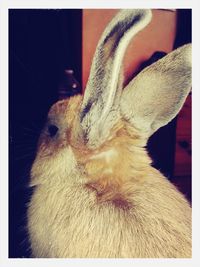 animal themes