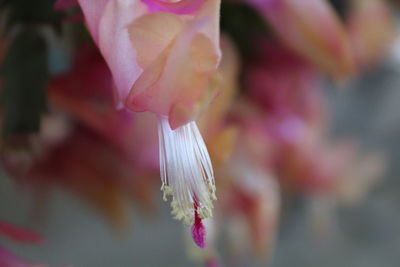 Close-up of flower blooming outdoors