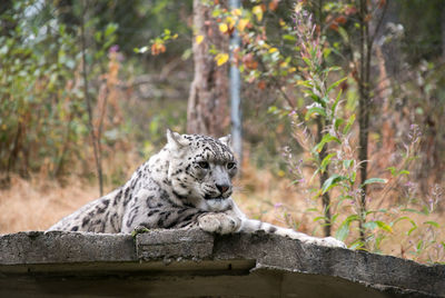 Cat sitting in a zoo