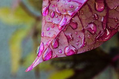 Close-up of raindrops on pink leaves