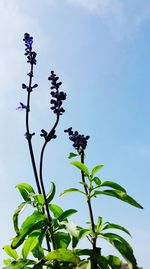 Low angle view of flower tree against sky