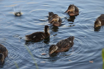 High angle view of ducks swimming in lake