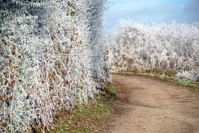 View of plants growing on road