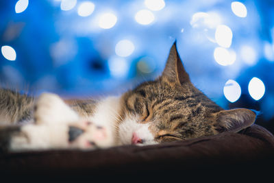 Close-up of cat sleeping