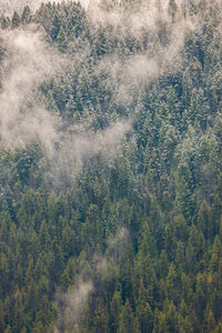 View of pine trees in forest