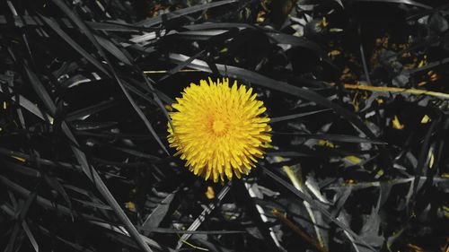 Close-up of yellow flower