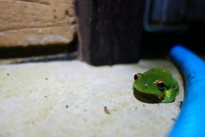 Close-up of frog