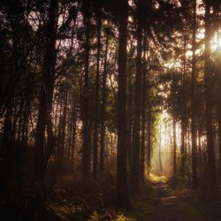 Trees in forest against sky at sunset