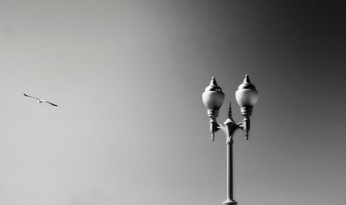 Low angle view of bird against clear sky