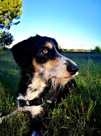 Close-up of dog looking away on field