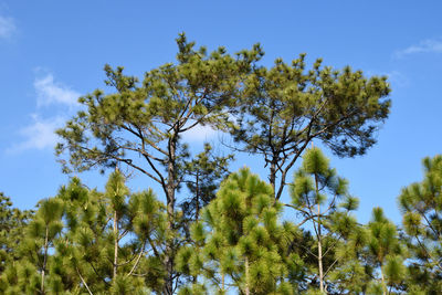 Low angle view of tree against sky