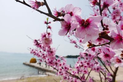 Close-up of pink cherry blossoms in spring