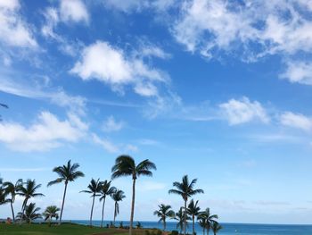 Palm trees on beach against blue sky