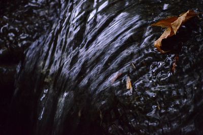 High angle view of turtle in lake