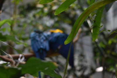 Close-up of bird perching on plant