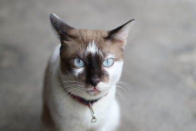 Close-up portrait of cat