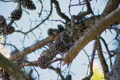 Low angle view of a bird perching on branch