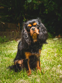 Portrait of dog sitting on field