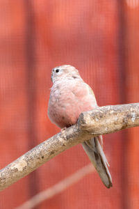 Close-up of bird perching on branch