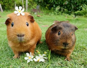 Portrait of two guinea pigs on field