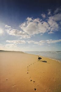 Paw prints of dog walking on sea shore 