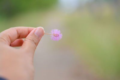 Close-up of hand holding flower