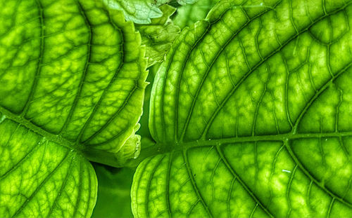 Full frame shot of green leaves