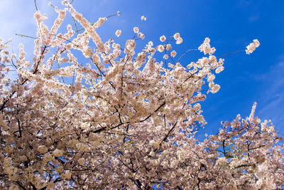 Low angle view of cherry blossom against blue sky