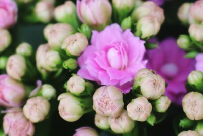 Close-up of pink flowers