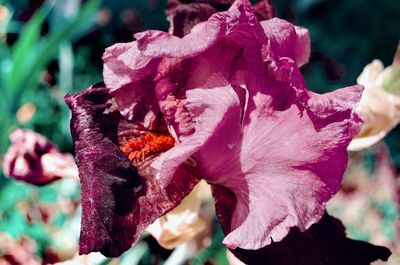 Close-up of wilted pink rose flower