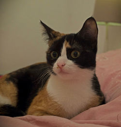 Close-up portrait of cat