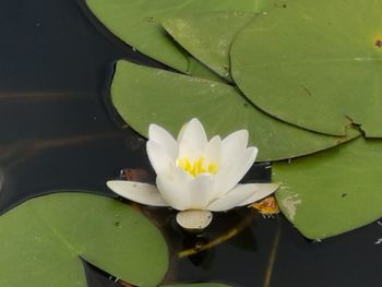 Close-up of lotus water lily in lake