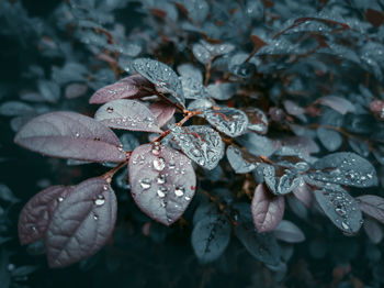 Close-up of wet plant leaves during rainy season