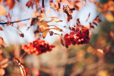 Close-up of red berries growing on tree during autumn