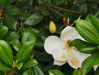 High angle view of flowering plant