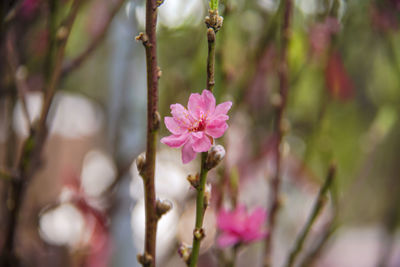 Close-up of pink flowering plant