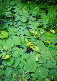 High angle view of leaves floating on water