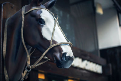 Close-up of horse head