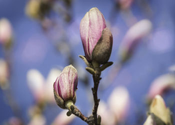 Magnolia flower bud in early spring on blue background